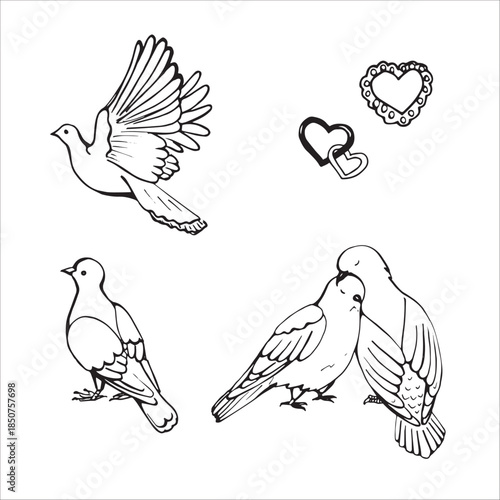Pigeons in one line, beautiful and cool.