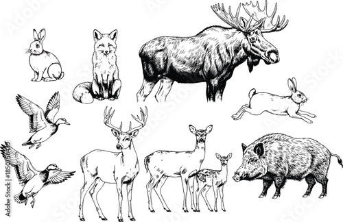 Hand Drawn Sketch Vector Set of Wild Forest Animals Including Moose, Deer, Fox, Wild Boar, Rabbit, and Flying Ducks on White Background,