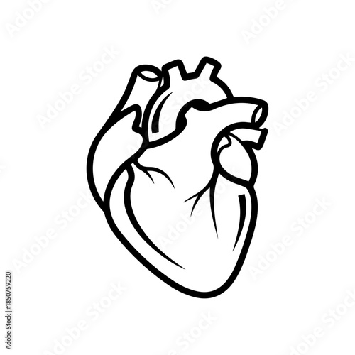 Illustrated human heart