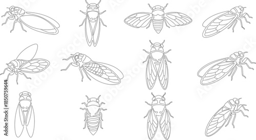Collection of cicadas