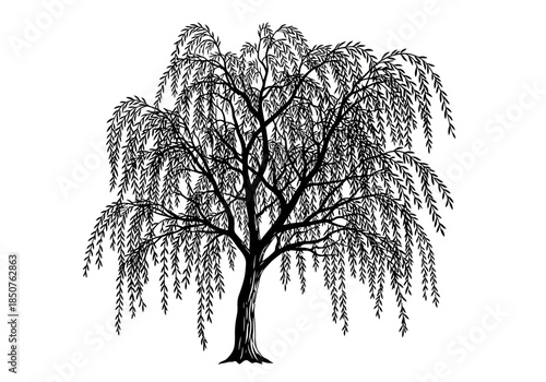 Vector illustration of a willow tree with hanging branches, detailed silhouette, elegant vector art, clipart style vector