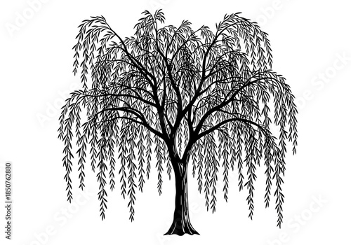 Vector illustration of a willow tree with hanging branches, detailed silhouette, elegant vector art, clipart style vector