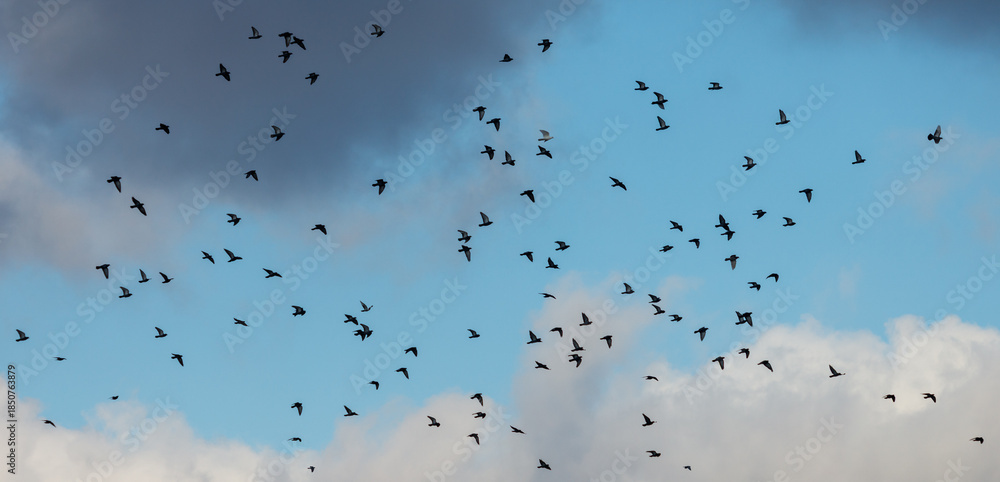 Fototapeta premium A flock of birds flying in the sky