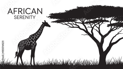 Giraffe under acacia tree in serene silhouette with black outline on white background for african wildlife