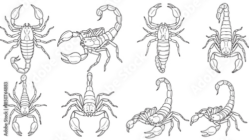 Set of Scorpion Sketches for Scientific and Educational Use