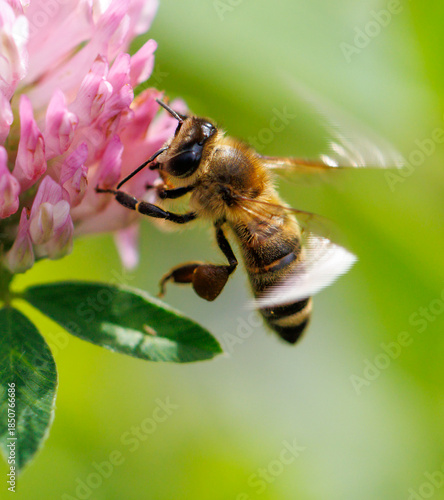 A bee is flying over a pink flower