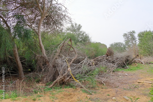 Trees and shrubs in the wild, natural landscape, Israel