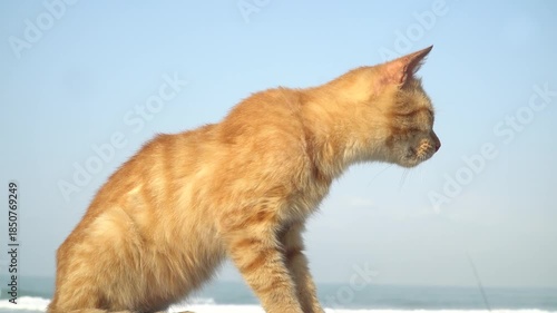 Brown cat enjoying the morning sun, beach and blue sky background