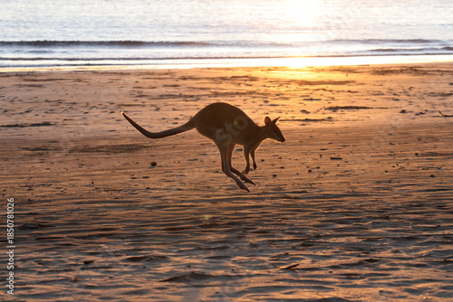red-necked wallaby or Bennett's wallaby (Notamacropus rufogriseus) kangaroo on beach, mackay, north queensland, australia