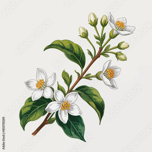 A delicate branch of jasmine flowers showcases exquisite beauty, capturing the essence of nature with vibrant white and green colors that evoke a sense of freshness and renewal.