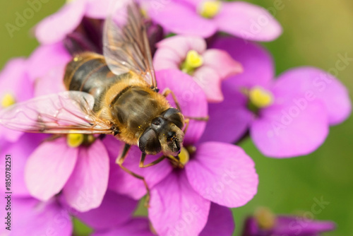 Schilderij op canvas A hoverfly visits purple dame's rocket flowers, gathering pollen