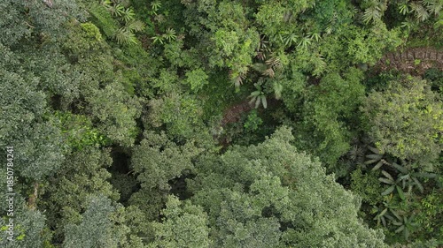 Aerial View of Dense Tropical Rainforest from Drone Perspective