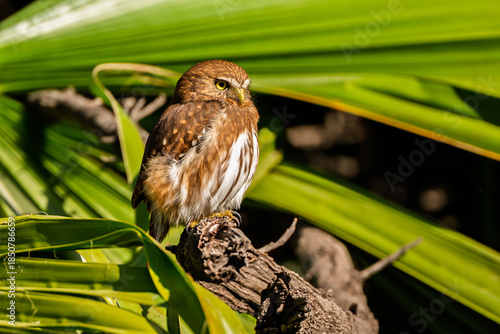 Profile view of a ferruginous pygmy owl on a tree branch
