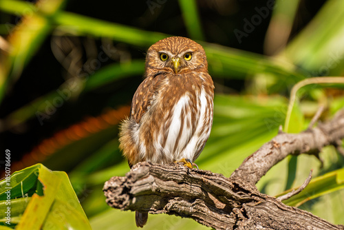 Photos Close up portrait of a ferruginous pygmy owl on a branch