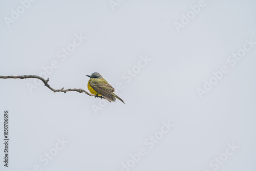 Tropical kingbird bird perched on a branch against a gray sky
