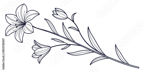 Elegant Botanical Artwork Minimal Vector Pure Wh (1) Vector Illustration