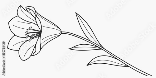 Single Line Flower Art Vector Pure White Backgrou (3) Vector Illustration