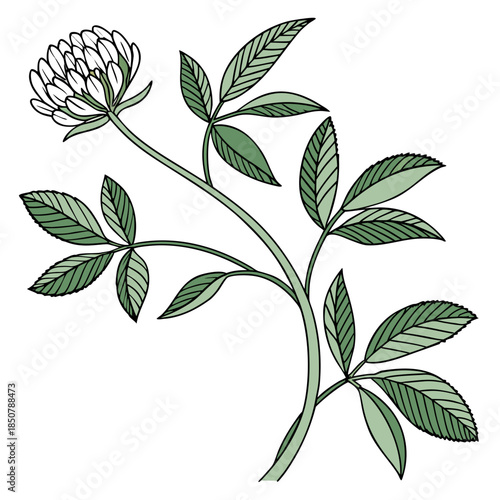 Botanical Eco Plant Illustration Clean Vector Pu Vector Illustration