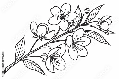Flower Frame Outline Without Text Vector Illustra (1) Vector Illustration