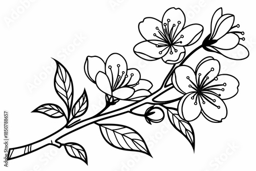 Flower Frame Outline Without Text Vector Illustra Vector Illustration
