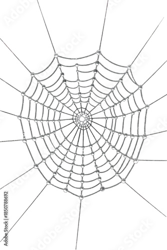 Detailed spider web with dewdrops isolated