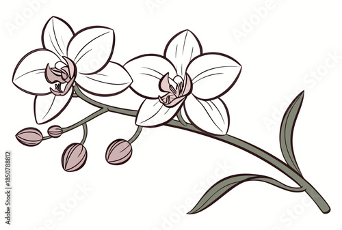 Orchid Flower Elegant Style Vector Illustration  (3) Vector Illustration
