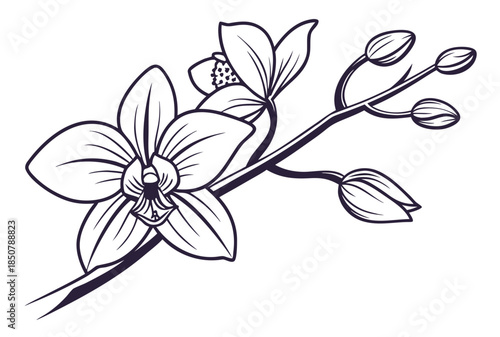Orchid Flower Elegant Style Vector Illustration  (2) Vector Illustration