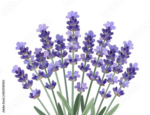 Purple Lavender Flowers with Green Stems