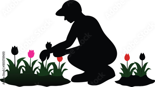 Person Crouching and Planting Colorful Tulips in a Garden Silhouette