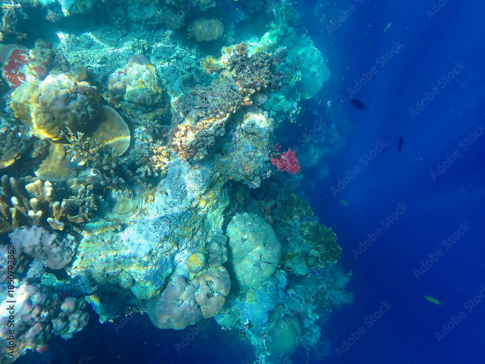 Fototapeta premium Coral garden in a lagoon in Coron, Palawan, Philippines