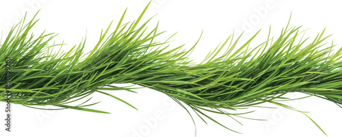 Horizontal Vector Illustration of Realistic Green Grass Border Featuring Long Lush Blades and Curved Natural Growth Pattern for Spring and Summer Backgrounds,