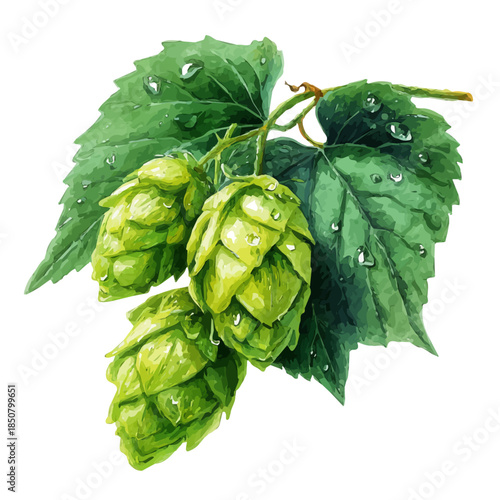 Watercolor isometric vector-style illustration of Hops, isolated on white background.