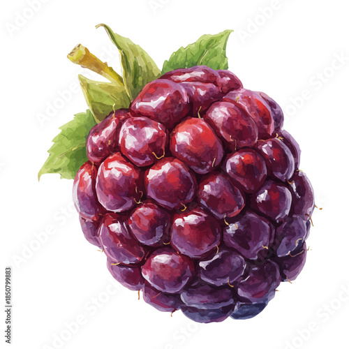Isometric watercolor graphic of Blackberry, neatly isolated on white background.