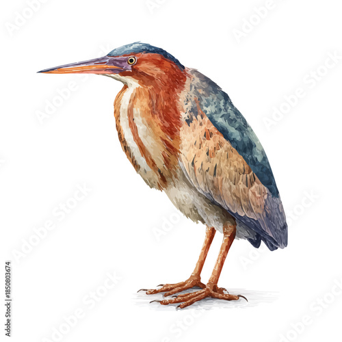 Isometric watercolor graphic of Bittern, neatly isolated on white background.