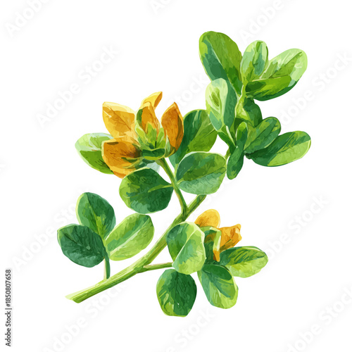 Isometric watercolor rendering of Fenugreek, isolated on a clean white background.