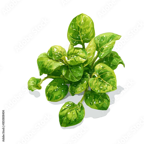 Watercolor isometric artwork featuring Malabar Spinach, presented on white background.