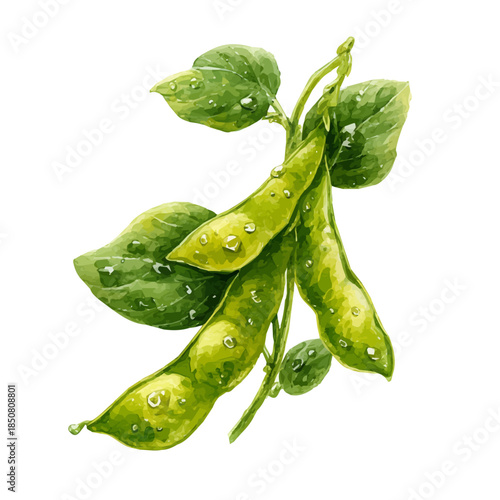 Isometric watercolor graphic of Soybean, neatly isolated on white background.