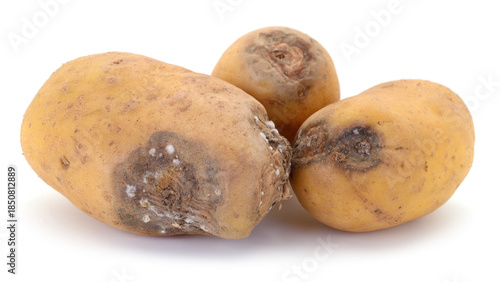Three rotten potatoes isolated on white background