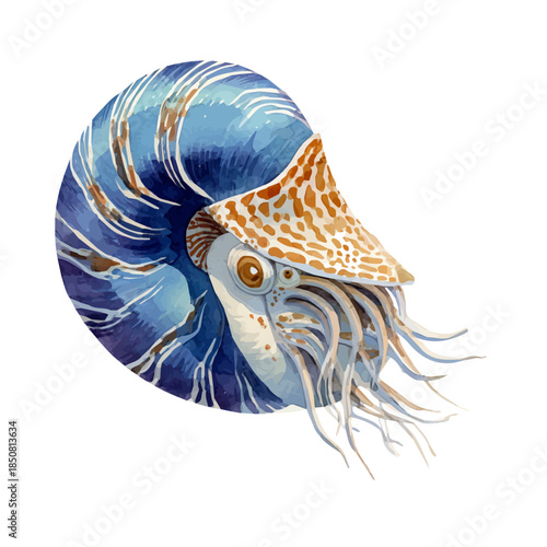 Watercolor isometric vector-style illustration of Nautilus, isolated on white background.