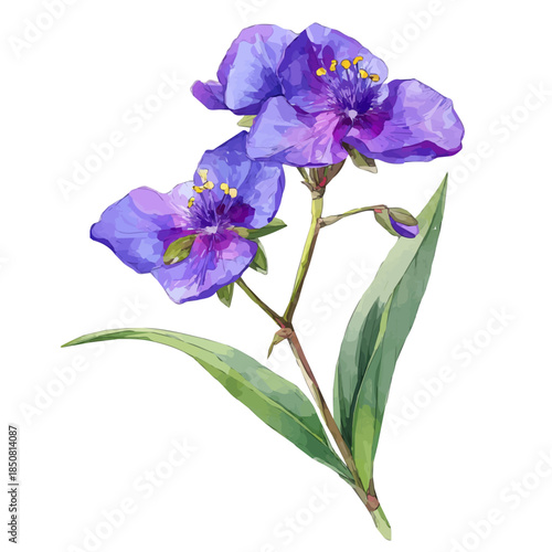 Isometric watercolor rendering of Spiderwort, isolated on a clean white background.