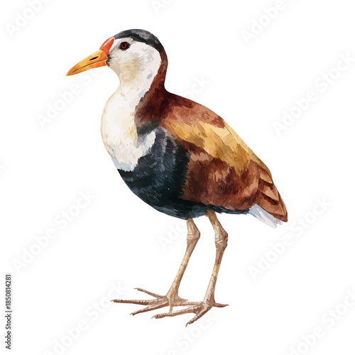 Isometric watercolor rendering of Jacana, isolated on a clean white background.