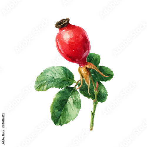 Watercolor isometric vector-style illustration of Rosehip, isolated on white background.