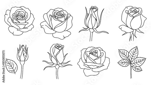 Detailed line art drawing collection of various rose flower and bud stages. Perfect for coloring books, tattoo designs, and botanical illustrations.