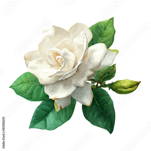 Isometric-style watercolor depiction of Gardenia Flower, set against a white background.