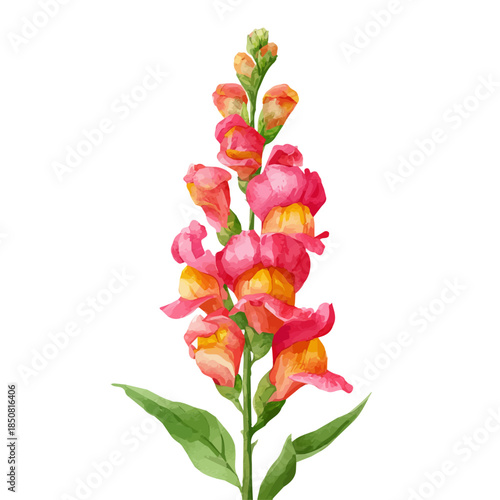 Bild auf Leinwand Watercolor isometric vector-style illustration of Snapdragon Flower, isolated on white background