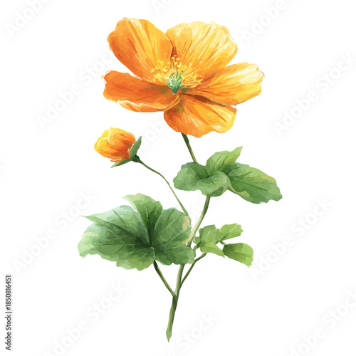 A watercolor isometric illustration of Water Poppy, cleanly isolated on white background.