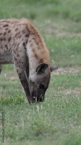  Vertical video, a spotted hyena chewing on a bone