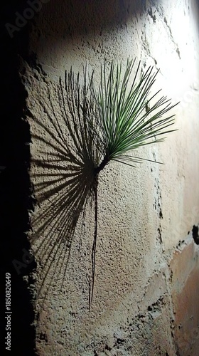 Sprouting Pine Tip Casting Shadow on Dusty Olive Wall Surface