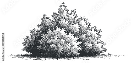A detailed bush illustration in vintage black and white style, suitable for nature-themed designs and landscaping projects