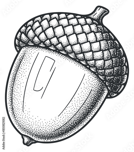 An acorn with a textured cap in detailed black and white hand-drawn style, suitable for nature-themed designs